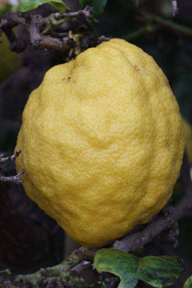              Fruit (Riverside, CA)       